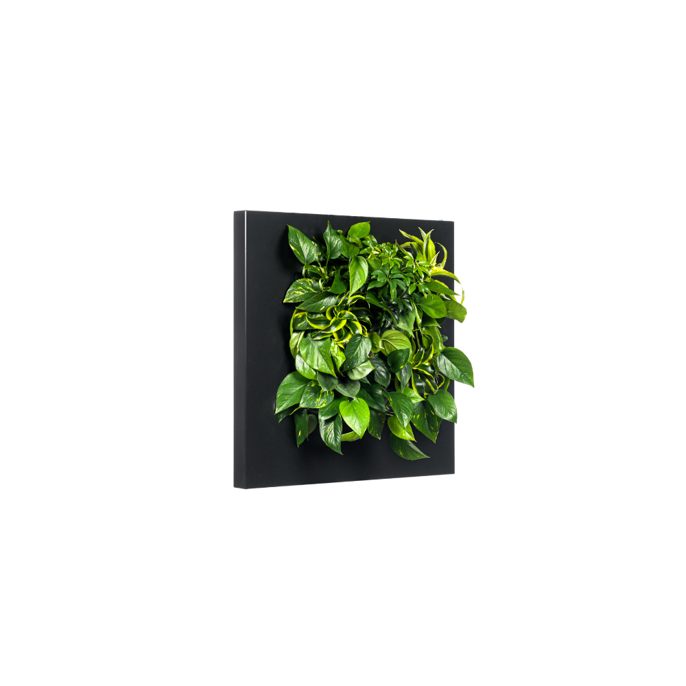 Mobilane LivePicture Go Living Green Screen Greentech